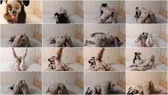 Fuck Toy scene 01 - Dalmation Bodypaint | Download from Files Monster