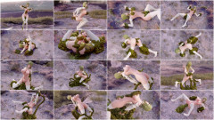 Racoon Of The Green - Ray tracing | Download from Files Monster