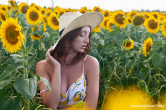 Sunflower - Red Fox | Download from Files Monster