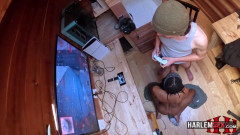 Harlemsex Sex gaming | Download from Files Monster