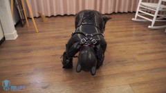 Humanoid Dog | Download from Files Monster
