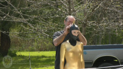 Golden Bird at the Schloss | Download from Files Monster