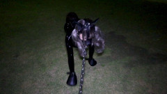 Fantia - Lemon - Clip 44 | Download from Files Monster