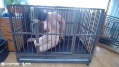 Cage Time With Greyhound | Download from Files Monster