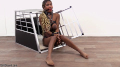 Cage training for Cleo