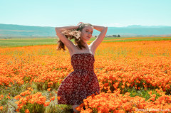 Poppies - Emily Bloom