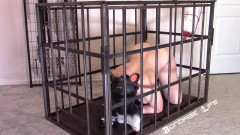 Caged Puppy