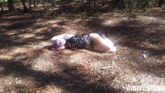 Into the Woods Pt. 2