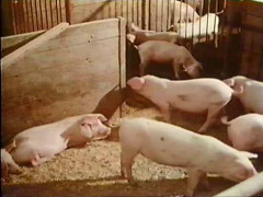 Countrylife 1976S | Download from Files Monster