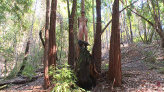 Bound Christian Wilde begs to cum in the woods | Download from Files Monster