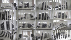 Caged | Download from Files Monster